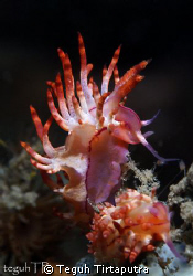 Taken at Lembeh Strait, Manado, Indonesia...about 12 mete... by Teguh Tirtaputra 